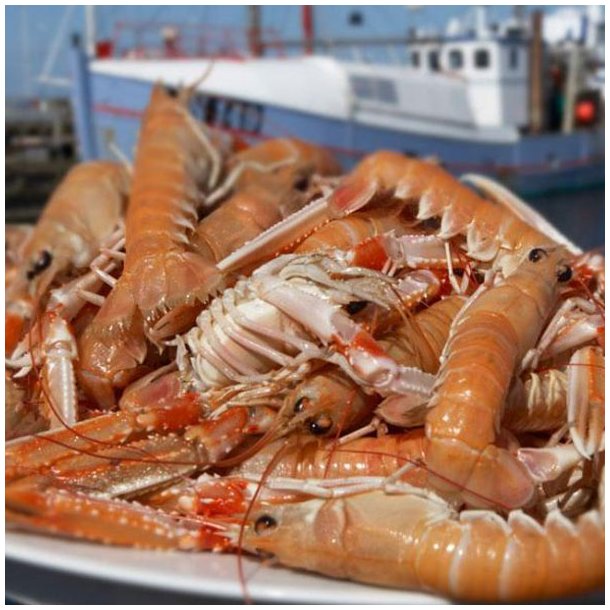 Jomfruhummer 1 kg. (store 810 stk. pr. kg.) Skaldyr Fiskehuset Bogense